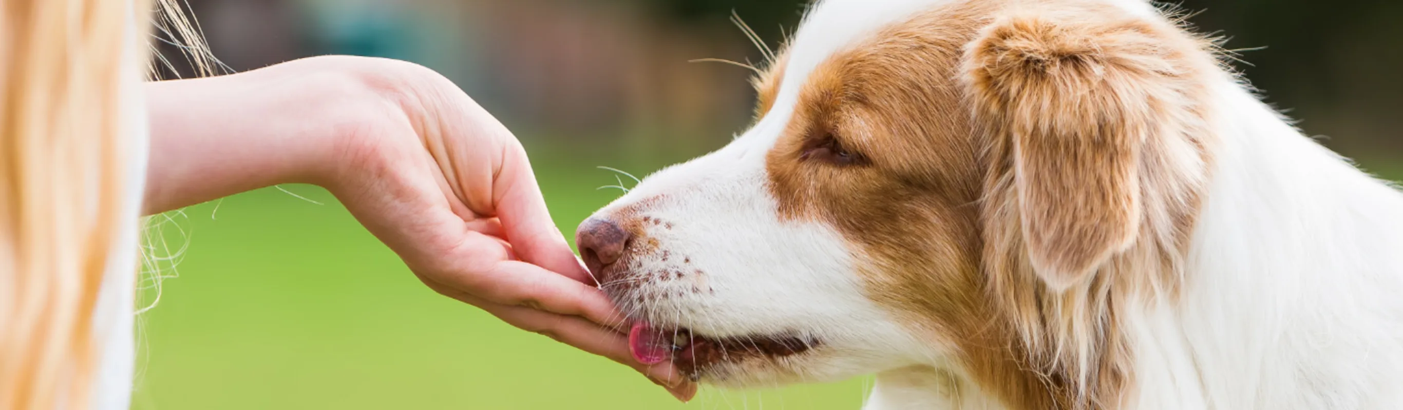 Dog Licking Owner's Hand